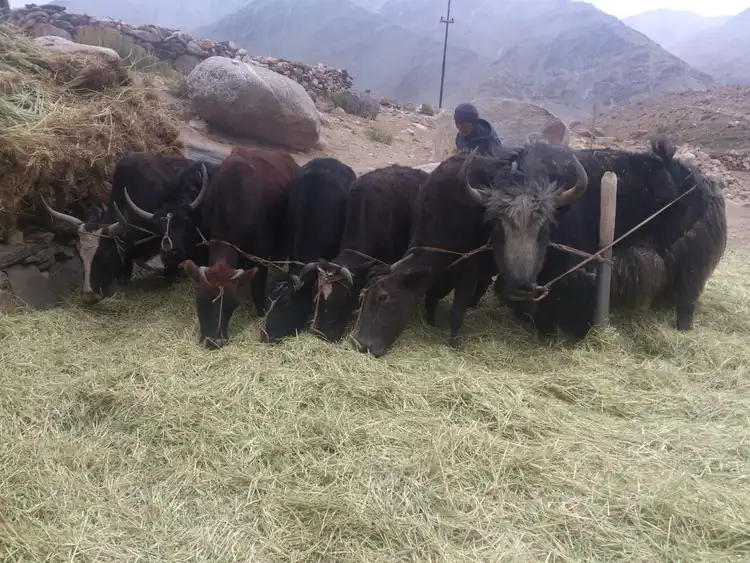 Zanskar Threshing